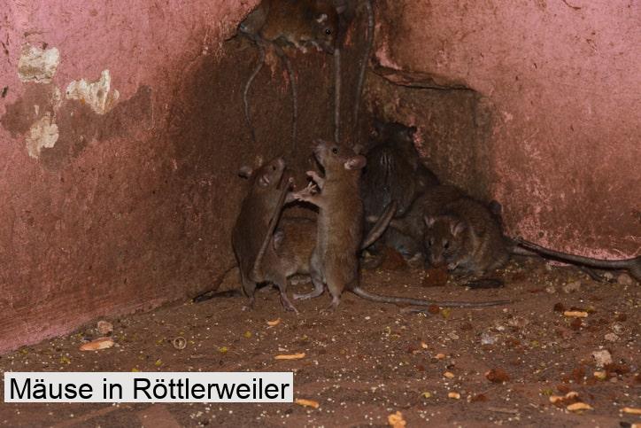 Mäuse in Röttlerweiler